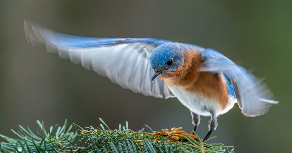 Bluebird Realty Makes Real Estate Truly Personal Bluebird Realty